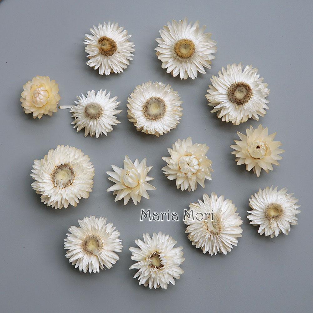 Candle Making Diy - Couronne de chrysanthème colorée séchée naturelle,