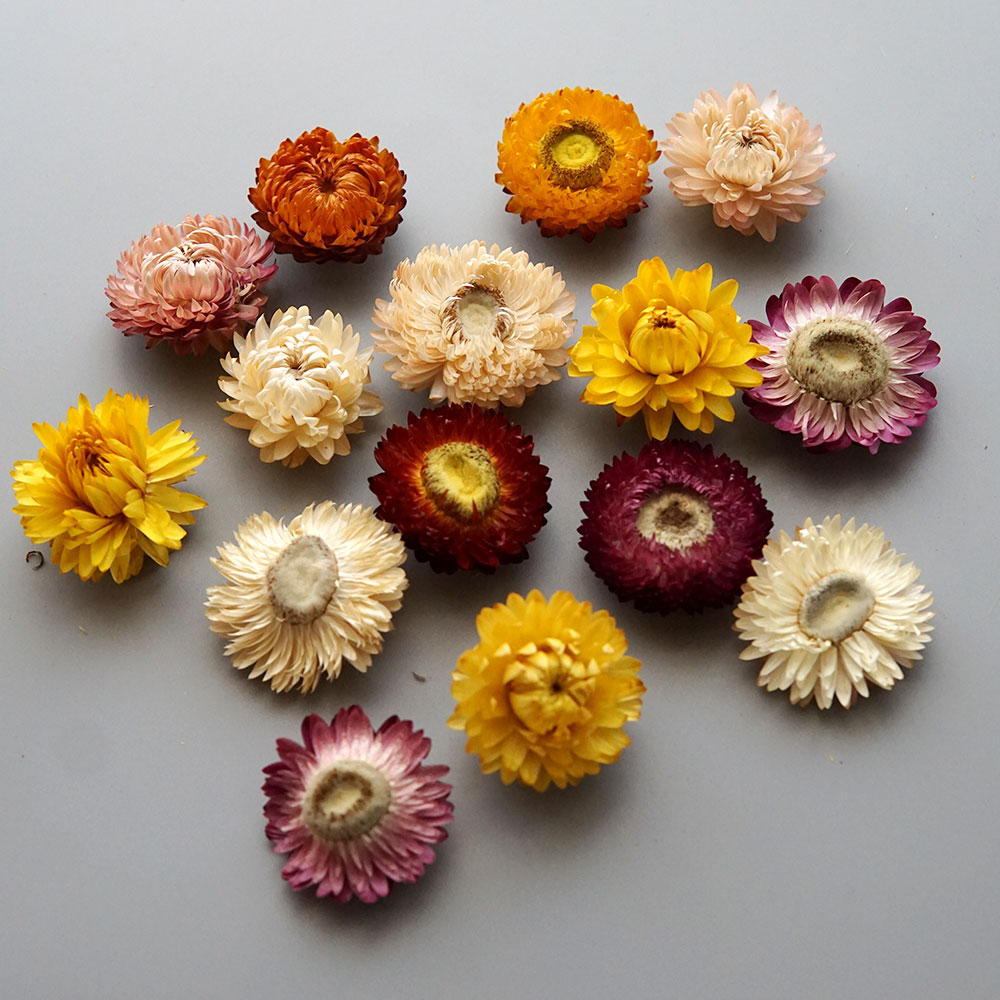 Couronne de chrysanthème color - Candle Making Diy avis et prix