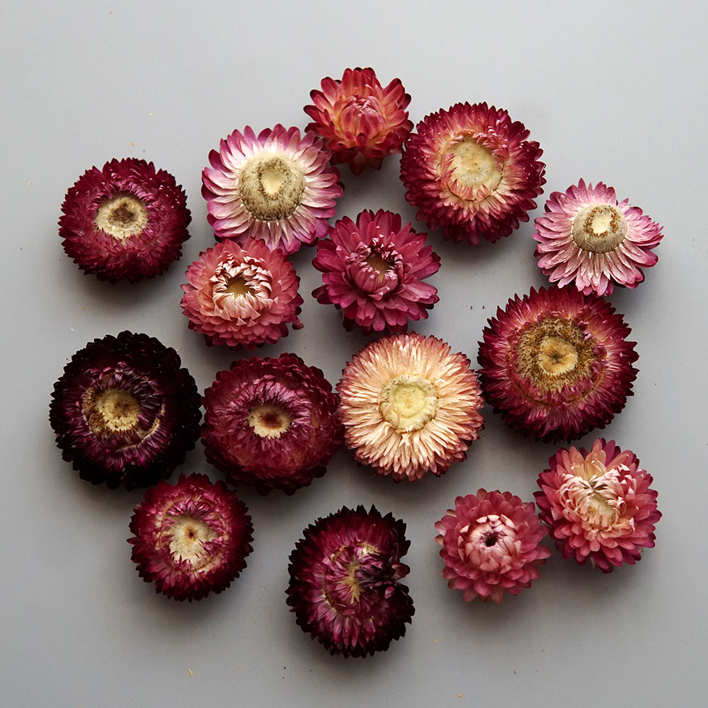 Couronne de chrysanthème color - Candle Making Diy avis et prix